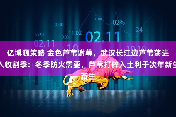 亿博源策略 金色芦苇谢幕，武汉长江边芦苇荡进入收割季：冬季防火需要，芦苇打碎入土利于次年新生